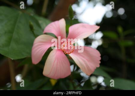 Light pink Chinese hibiscus (Hibiscus rosa sinensis) flower with green foliage : (pix Sanjiv Shukla) Stock Photo