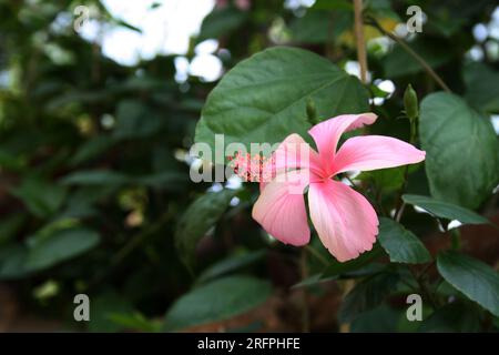 Light pink Chinese hibiscus (Hibiscus rosa sinensis) flower with green foliage : (pix Sanjiv Shukla) Stock Photo