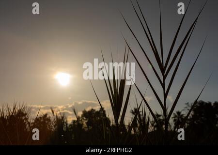 The sun shines on the trees when the sky is blue. indicative of beauty Stock Photo