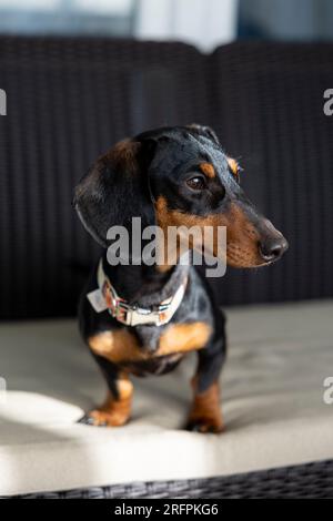 Smooth black and tan dachshund sitting. Pure breed with 1 year old, still a puppy and very cut. Sitting on a couch. Sausage puppy. Stock Photo