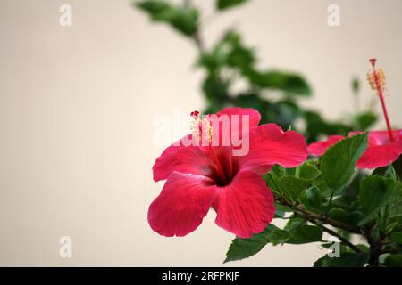 Electric Crimson colored Chinese hibiscus (Hibiscus rosa-sinensis) : (pix Sanjiv Shukla) Stock Photo