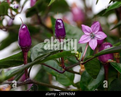 close up of a decorative chili plant, also called purple luzi, small hot purple chilies Stock Photo