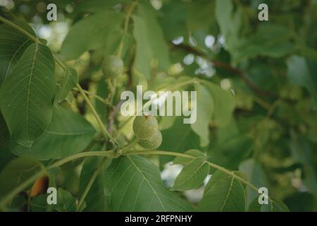 ripe walnut nuts on a tree in summer day. Branch of green walnuts. Stock Photo