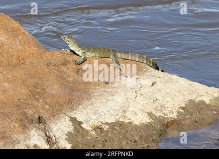 The Water or Nile Monitor is the largest lizards in Africa and can grow up to two meters in length. They are scavengers as well as being predators. Stock Photo