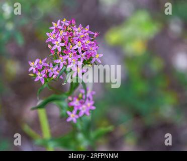 European Centaury (Centaurium Erythraea Rafn) Flowering in Abruzzo Stock Photo