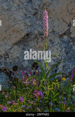 Gymnadenia odoratissima, wild orchid on a meadow in Gran Sasso and Monti della Laga National Park, Abruzzo, Italy Stock Photo