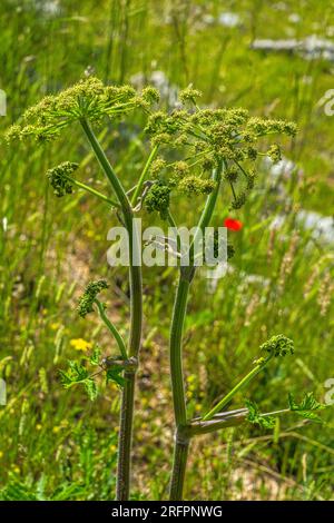 The pastinaca flower growing on a summer meadow. Gran Sasso and Monti della Laga National Park. Abruzzo Stock Photo