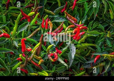 ripe red chili pepper bush in garden on summer day Stock Photo - Alamy