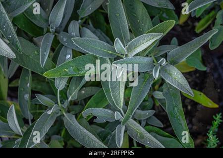 Bush of common sage or salvia officinalis used in medicine and cooking. Macro image of aromatic sage seen from above at the farmer's market Stock Photo