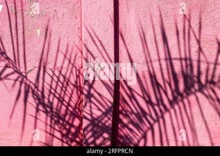 Cast shadow of palm leaves on a pink roughcast wall. Jinja, Uganda. Stock Photo