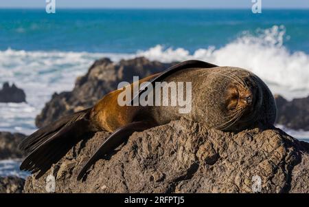 New Zealand Fur Seal - Arctocephalus forsteri sleeping on a rock in the warm sun, as waves crash into the rocks behind him, on the NZ coastline. Stock Photo