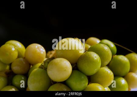 Ciplukan, Physalis angulata fruit or golden berry, Groundcherry, natural background. Stock Photo