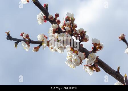 Bloom flower apricot tree. Apricot tree flowers with soft focus. Spring white flowers on a tree branch. Apricot tree in bloom. Stock Photo