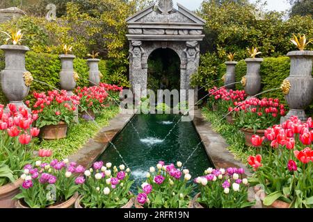 Tulips on display in the Earl's Garden at Arundel Castle Stock Photo