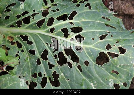 In the vegetable garden, cabbage leaves are damaged by slugs Stock Photo