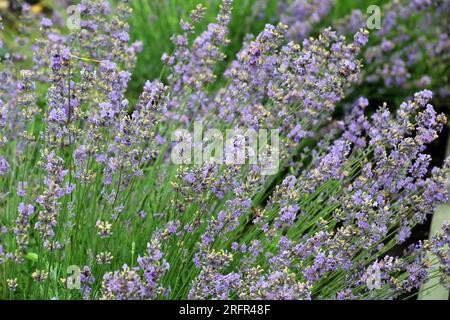 Lavender bushes are blooming on the flowerbed Stock Photo