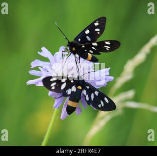 In the wild on the plant butterfly Amata phegea Stock Photo