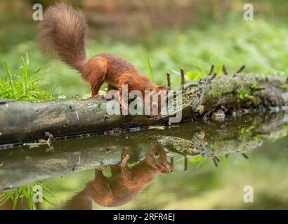 A  Red Squirrel (Sciuris vulgaris)  Going for a drink  on a log above the water . A perfect mirror image reflection in the water below. Yorkshire, UK Stock Photo