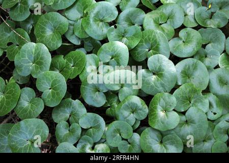 Asarum europaeum grows in the forest in the wild Stock Photo