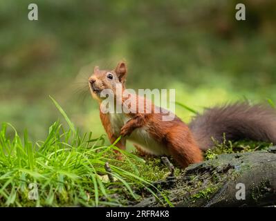 A close up of a rare Red squirrel ( Sciurus vulgaris) on a clear  green background . It is curious and looking up over  a mossy bank .  Yorkshire, UK. Stock Photo