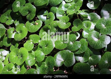 Asarum europaeum grows in the forest in the wild Stock Photo