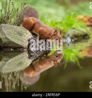 A unique shot of a cheeky Red Squirrel (Sciuris vulgaris)  side on almost touching his mirror image reflected  in the water below. Yorkshire, UK Stock Photo