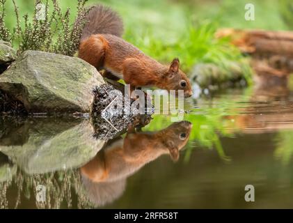 A unique shot of a cheeky Red Squirrel (Sciuris vulgaris)  side on almost touching his mirror image reflected  in the water below. Yorkshire, UK Stock Photo