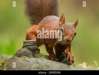 A close up of a rare Red squirrel ( Sciurus vulgaris) heading straight for the camera  on a clear  green background .   Yorkshire, UK. Stock Photo