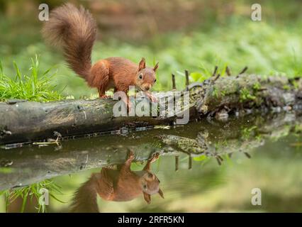 A  cheeky Red Squirrel (Sciuris vulgaris)  Going for a drink  on a log above the water . A  mirror image reflection in the water below. Yorkshire, UK Stock Photo