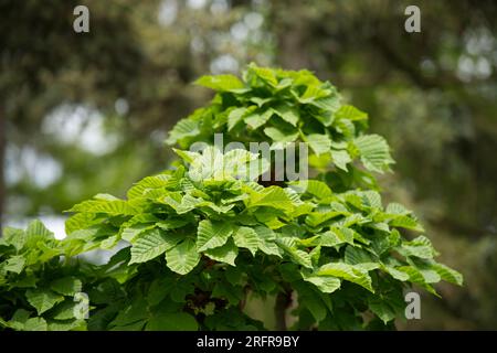 Dwarf horse chestnut tree Aesculus hippocastanum ‘Monstrosa’ Kiel, Germany May Stock Photo