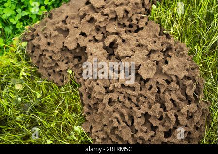Above-ground ant nest with round shapes with structures of nature Stock Photo