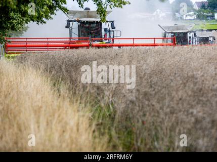 Spornitz, Germany. 05th Aug, 2023. Three combine harvesters are on the move in a field harvesting rapeseed. After the grain harvest was interrupted for almost two weeks due to rain and excessive moisture in the fields, farmers in Mecklenburg-Western Pomerania took advantage of the dry weather at the weekend to harvest the fields. Credit: Jens Büttner/dpa/Alamy Live News Stock Photo