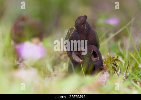 Ground View Of A Young, Immature Toads Ear Fungus, Mushroom, Otidea bufonia, New Forest UK Stock Photo