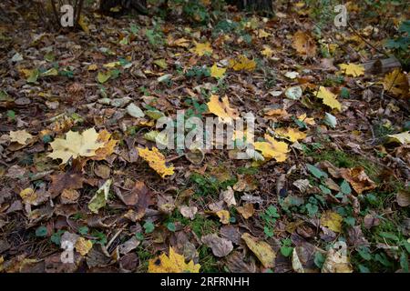photo of fallen maple leaves in the forest on the ground Stock Photo