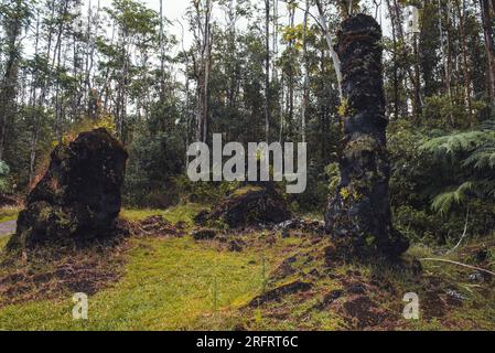 Petrified trees in the middle of the jungle Stock Photo