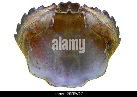 Empty crab shell viewed from the under-side. Brown and purple colour shades. Macro photograph set against a white background. Stock Photo