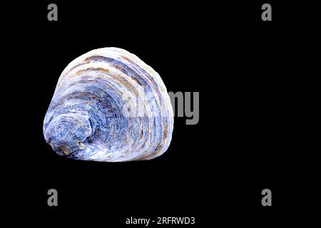 Isolated European flat oyster shell, black, blue, grey, brown, purple, yellow. Flat shell set against a black background. Negative space. Stock Photo