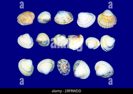 An arrangement of sixteen sea shells laid out on a blue background. Detailed photo showing textures and colours. Brown, grey, yellow, orange, white. Stock Photo