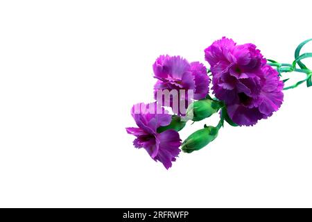 Bold and vibrant dark pink and violet carnation flower on a green stem. Macro, close-up image, petal details, set against a white background. Stock Photo