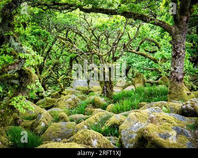 Dwarf oak trees and mossy boulders in Wistman's Wood, a remnant of ancient woodland on Dartmoor, Devon. Stock Photo