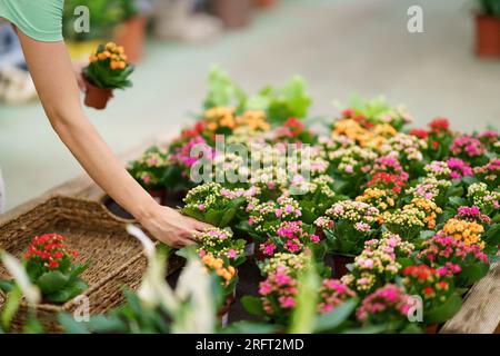 Blurred view of blooming kalanchoe flowers, closeup. Tropical plant ...