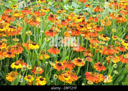 Closeup of the multi coloured growing herbaceous perennial summer long flowering garden plant helenium sahin's early flowerer or Sneezeweeed. Stock Photo