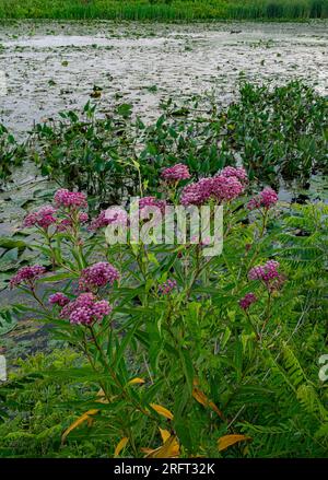 Swamp Milkweed (Asclepias incarnata) grows along the shore of Crooked Slough at Springbrook Prairie Forest Preserve, DuPage County, Illinois Stock Photo
