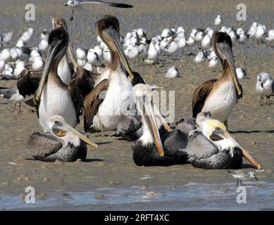 Close up of wild Brown Pelicans and a flock of Seagulls on a Florida inlet beach. Stock Photo