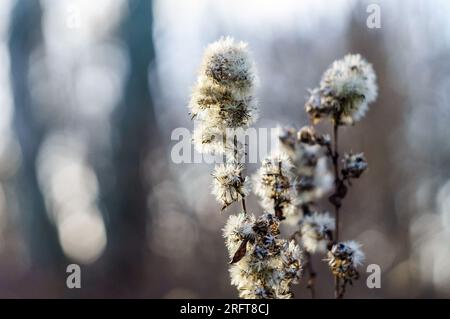 Autumn background. Dry grass. Background for autumn postcards Stock Photo