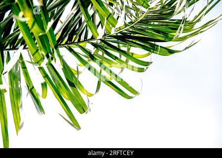 Green leaves of a palm tree on a white background Stock Photo