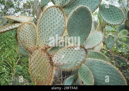 Close up picture of giant opuntia (opuntia galapageia), selective focus, Galapagos Islands, Ecuador. Stock Photo