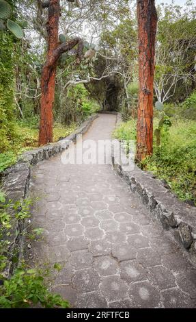 Trail by giant opuntias (Opuntia galapageia) on Santa Cruz Island, Galapagos National Park, Ecuador. Stock Photo