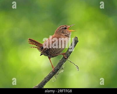 Eurasian Wren (Troglodytes troglodytes) singing loudly  on perch against clear green background in woodland in Cumbria, England,UK Stock Photo