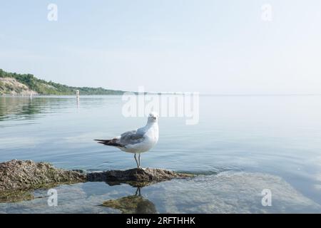 Seagull sitting on rock in Lake Stock Photo